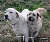 two family dogs