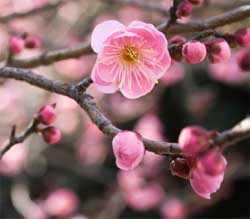plum_blossoms