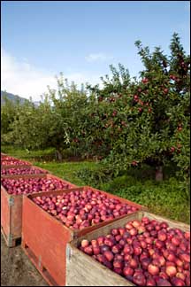 apple_orchards