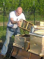 man tending to bees