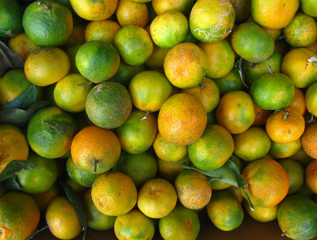 Green Oranges? | The FruitGuys