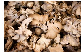 maitake-mushrooms-trans