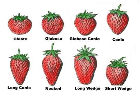 strawberry_shapes