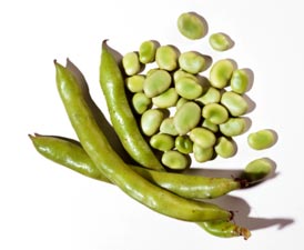 fava-beans-trans