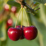 cherries-tree-feat