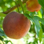 peach-tree-feat
