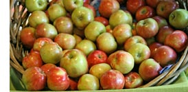 gravenstein-apples-basket-trans