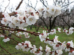 GH_blooming-apricots_trans_