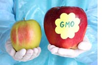 GMO labeled apple larger than non-GMO labeled apple
