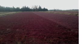 cranberry bog covered in water