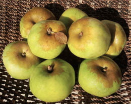 Seasonal farm fresh apples with russetting