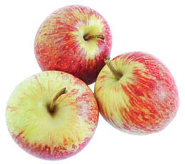 red gravenstein apples