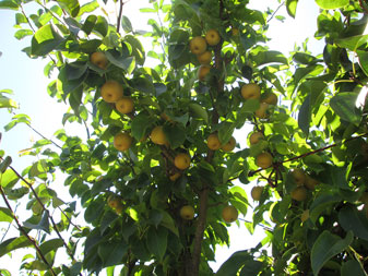 Asian Pears_Gabriel Farms_Original_Edit