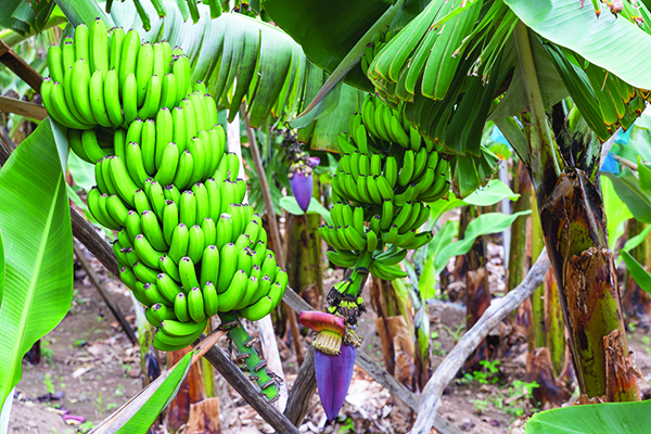 Bananas growing on the tree