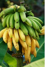 green and yellow bananas on a tree