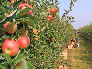Ask_TFG_bigstock-Apple-Picking-In-Orchard-72727147_1424x1068