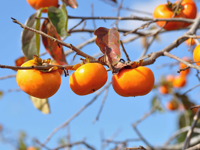How to eat a Fuyu persimmon! 