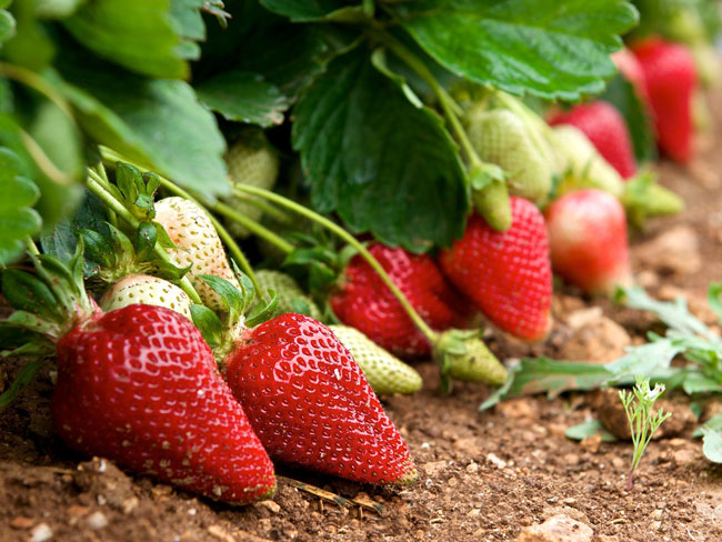 05_2016_Food_MAIN_Fresh-strawberries-94860536_1424x1068