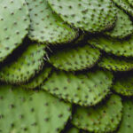 cactus-nopales-iStock-174661432-1424x1068 copy