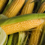 corn-roasted-oven-cob-iStock-172236787-1424x1068