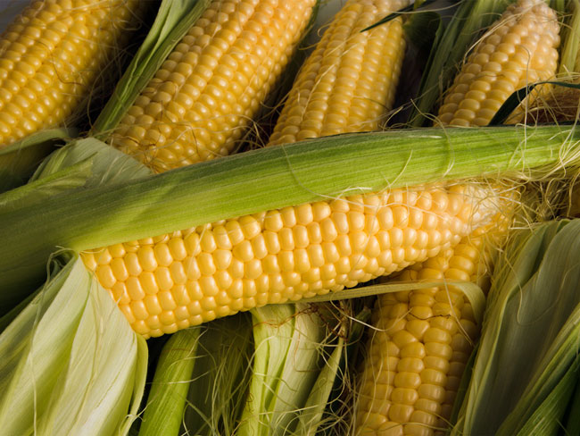 Кукуруза сластена описание сорта фото