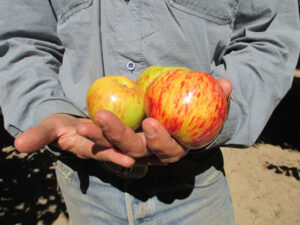 GRAVENSTEIN APPLES, A LOCAL FAVORITE — Earl's Organic Produce