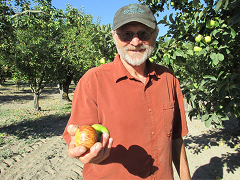 Farmer Stan Devoto holds red Gravenstein apples