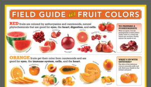 Field Guide to Fruit Colors