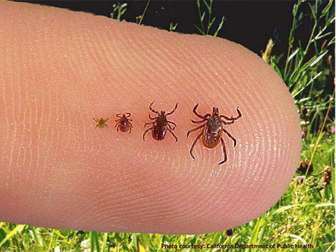 ticks shown by lifecycle size