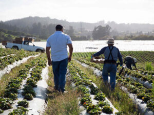 Farmer Javier Zamora of JSM Organics walks his field with workers
