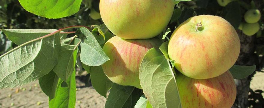 Eat the Endangered Gravenstein Apple