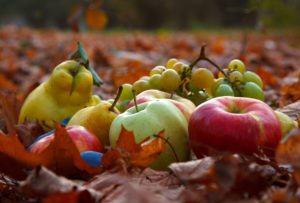 Bite into fresh apples during season's peak