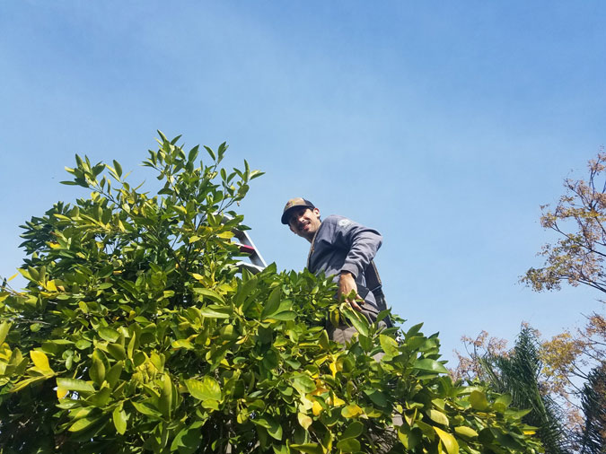 Man picking fruit in front of a blue sky