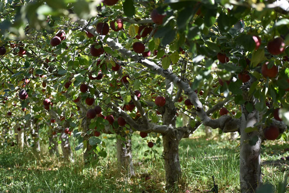 Arkansas Black apple trees in Cuyama Orchards