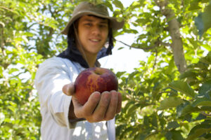 Greg Albano holding an Arkansas Black Cuyama apple