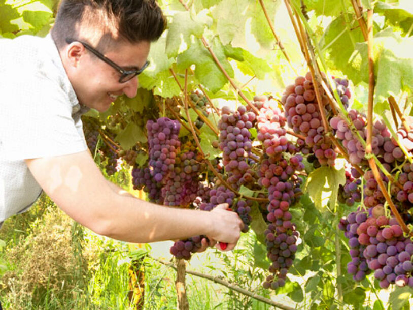 How to Spot Fresh Grapes—and More Tips for Picking the Best Fruit