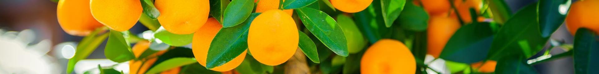 citrus fruit guide