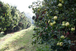 Apple trees Frecon Farms