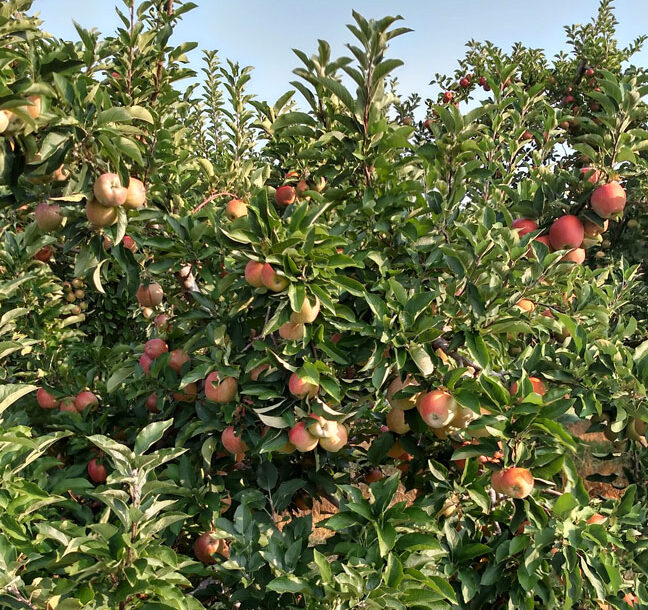 Frecon Farm Orchard apple trees