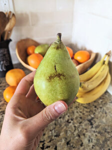 Hand holding a scarred, sweet, and juicy d’Anjou pear
