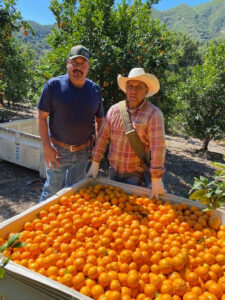 Friend's Ranches workers stand by a box of Ojai Pixies