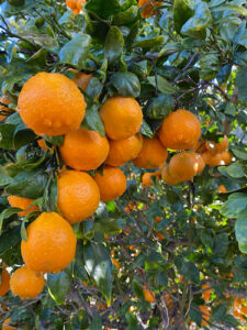 Ojai Pixie tangerines on the tree