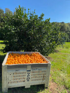 A box of Ojai Pixie tangerines in the orchard