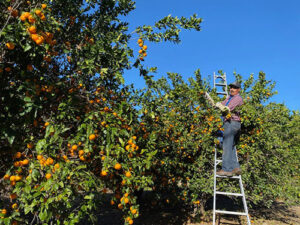 A man on a ladder harvests Ojai Pixie tangerines
