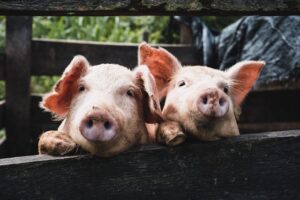 Two pigs look over a fence