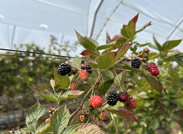 Blackberries growing in a hoop house