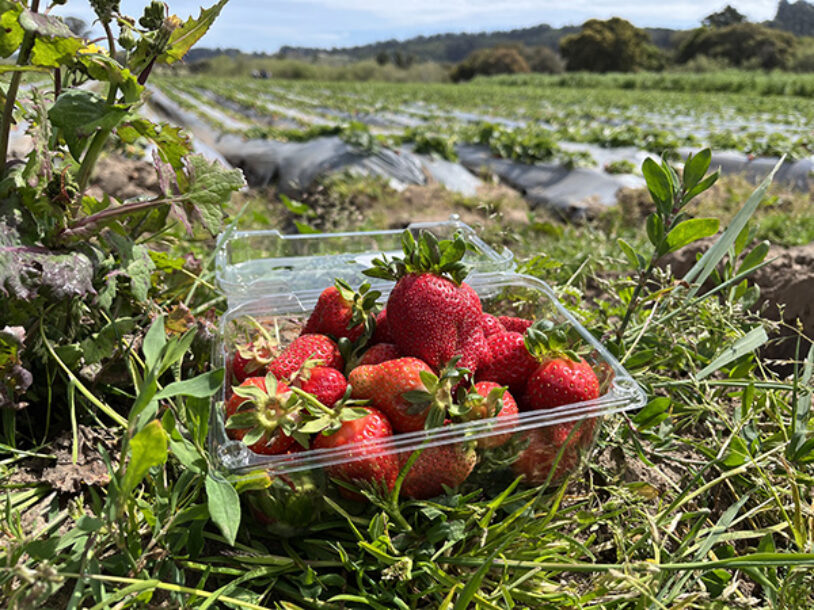 How to Keep Strawberries Fresh