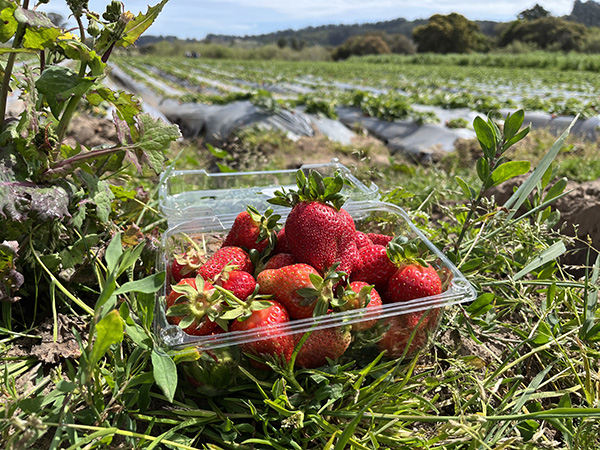 Container of strawberries in a farm field