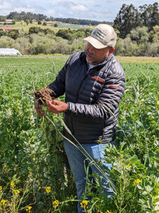 California fruit farmer holding fava bean stalk