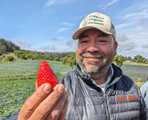 California fruit farmer holding strawberry